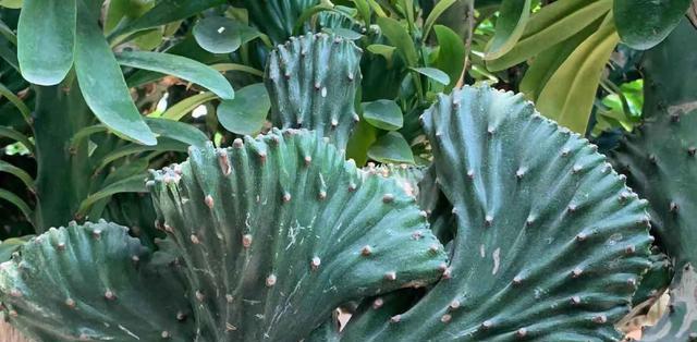 麒麟掌的花语与寓意——点亮心灵的奇异之花（唯美花朵的暗示与象征）