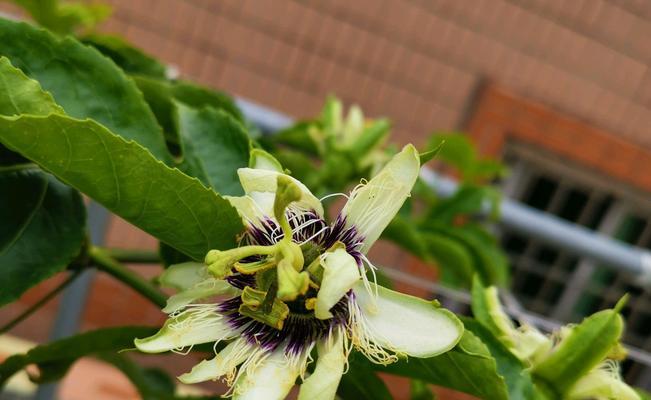 百香果开花季节是什么时候？如何判断开花时间？