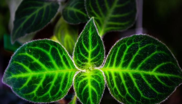 植物呼吸作用的重要性（揭示植物呼吸作用的奥秘）