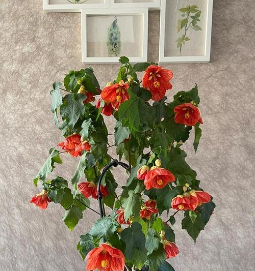 悬铃花的花语与寓意（探索悬铃花的含义）