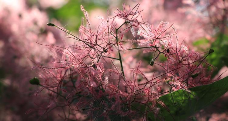 黄栌象征的寓意——坚韧不拔的力量（黄栌）