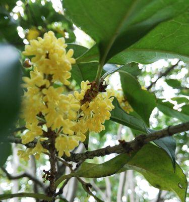 桂花和桂枝是同一种树吗？它们的区别是什么？
