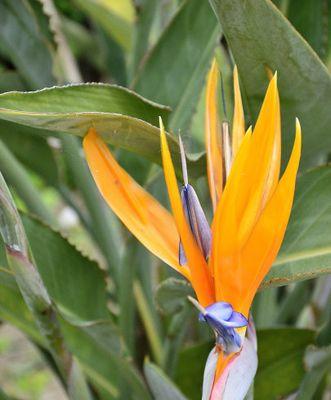 什么花代表自由的花语？哪种花象征着自由？