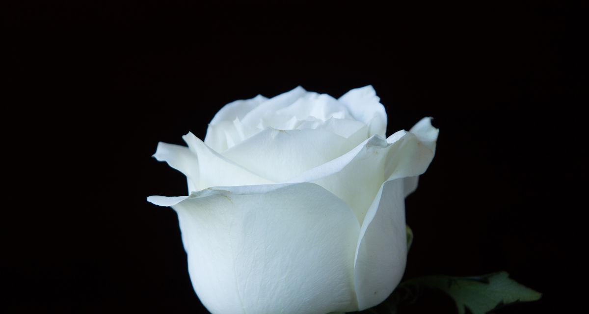 白玫瑰的象征意义与美丽之韵（白玫瑰之于情感与纯洁）