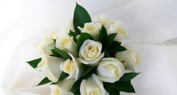 白玫瑰的象征意义与美丽之韵（白玫瑰之于情感与纯洁）