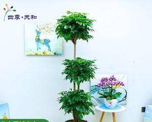 办公室盆景植物有哪些推荐？如何选择适合办公环境的植物？