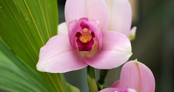 兰花的花语与寓意（探寻兰花花语的深层含义）