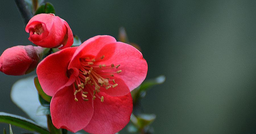 海棠花的寓意与象征风水（探索海棠花的文化内涵及其在风水学中的地位）