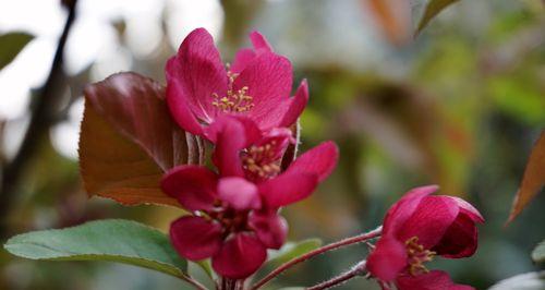 海棠花的寓意与象征风水（探索海棠花的文化内涵及其在风水学中的地位）