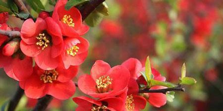 海棠花的寓意与象征风水（探索海棠花的文化内涵及其在风水学中的地位）