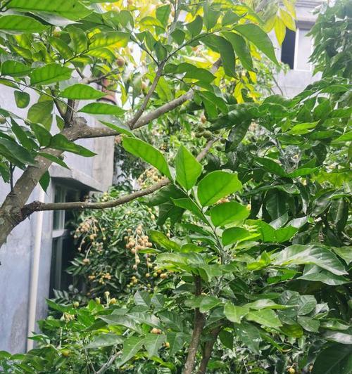 黄皮果开花时间是什么时候？一般几月份开花？