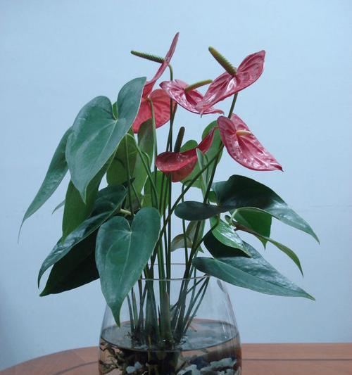 红掌种子的最佳种植时间是什么时候？种植后需要注意哪些问题？