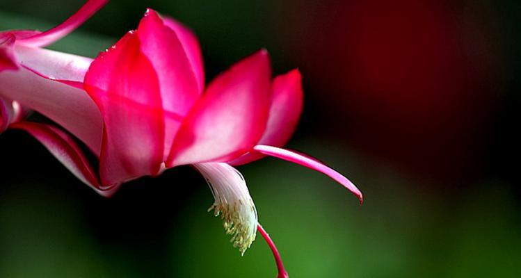 蟹爪兰花开几次（探秘蟹爪兰的开花频率与含义）