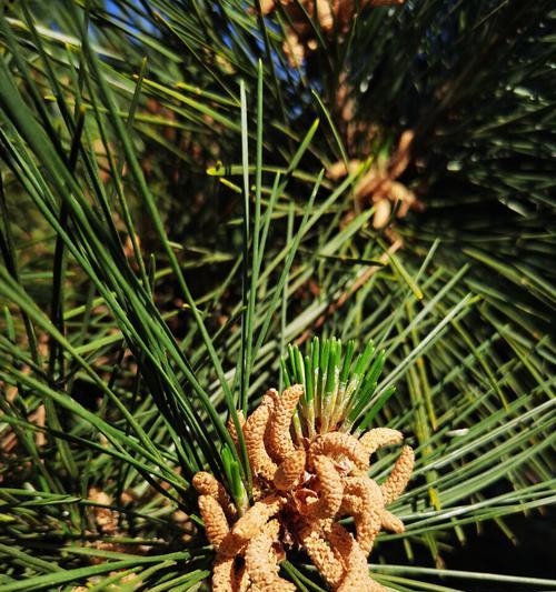 梧桐属于裸子植物吗？裸子植物的定义是什么？