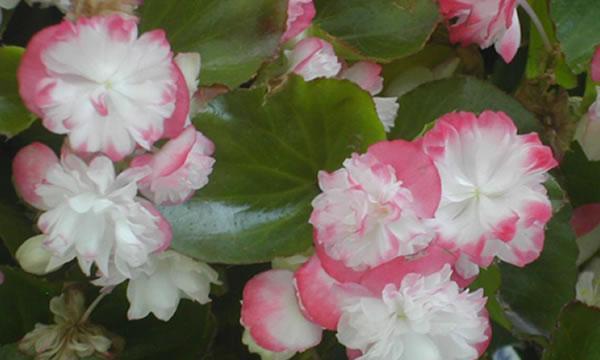 秋海棠花语与寓意（揭示秋海棠花的深层含义）