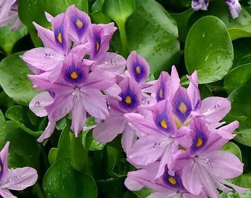 凤眼莲的花语与传说（凤眼莲的花语及其寓意解析）