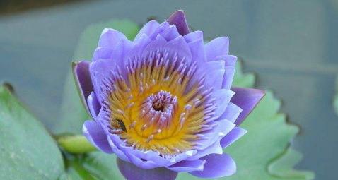 睡莲花语的意义与象征（探索睡莲花语的深层含义）