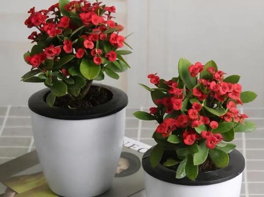 象征革命精神的植物有哪些？它们各自代表了什么含义？