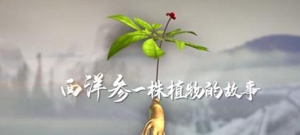 西洋参不能与哪些食物搭配？常见禁忌有哪些？