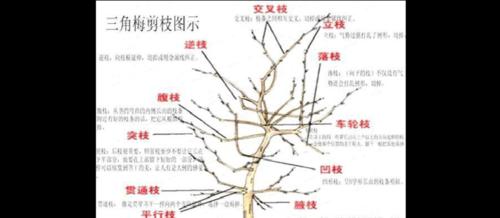 满天星修剪的最佳时间是什么时候？如何正确剪枝？