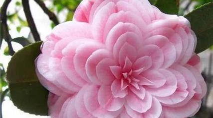 什么花代表守护的爱？花语中守护的爱有哪些象征？