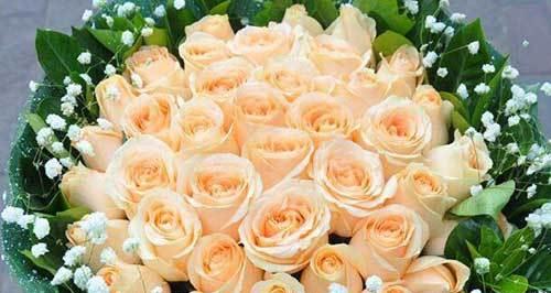 香槟玫瑰的花语（香槟玫瑰）