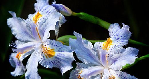 鸢尾草的寓意与象征意义（探寻鸢尾花的隐含之美）