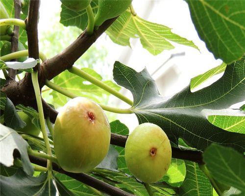 无花果真的是果实吗？揭秘无花果的真相！