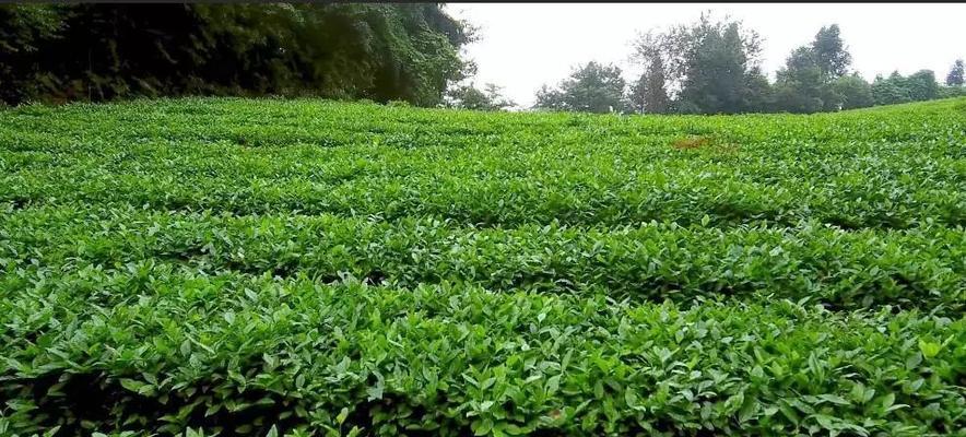 可以做茶叶的树有哪些？这些树种你知道吗？