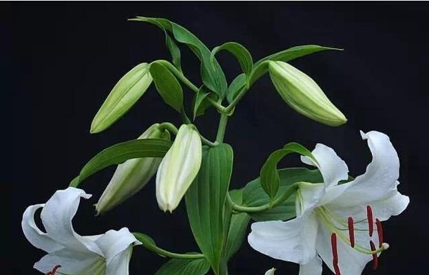 百合花的代表意义——美丽与纯洁（揭示百合花的象征意义及其文化内涵）