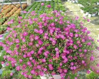 满天星一年能开几次花？如何延长花期？