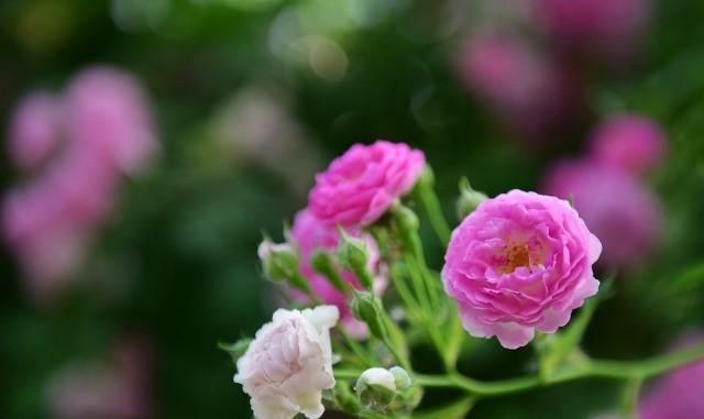 蔷薇花的花语与寓意（探索蔷薇花的象征意义和深层内涵）
