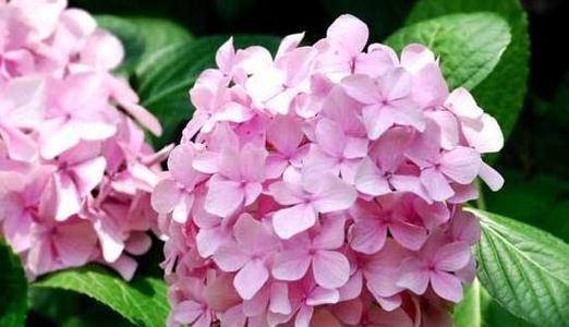 绣球花的花语与寓意（传递情感与美好祝愿的绣球花）