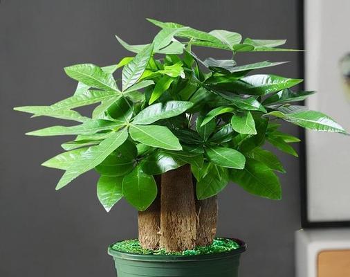 万年青（探索万年青的寓意与象征）