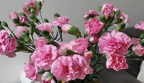 康乃馨的象征意义和精神（探索康乃馨的花语）