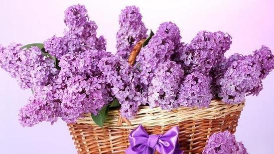 丁香花花语（丁香花花语的深层含义及传承）