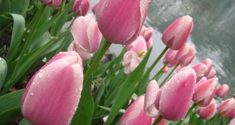郁金香花语的深刻寓意（探索郁金香所代表的多重花语）