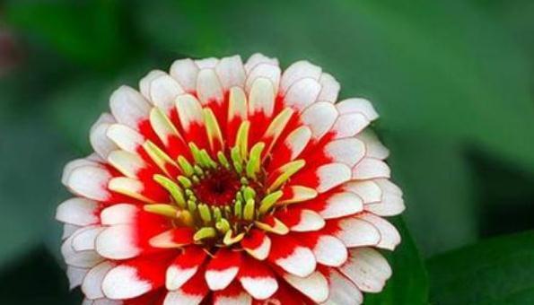 友谊之花（花开花谢间）