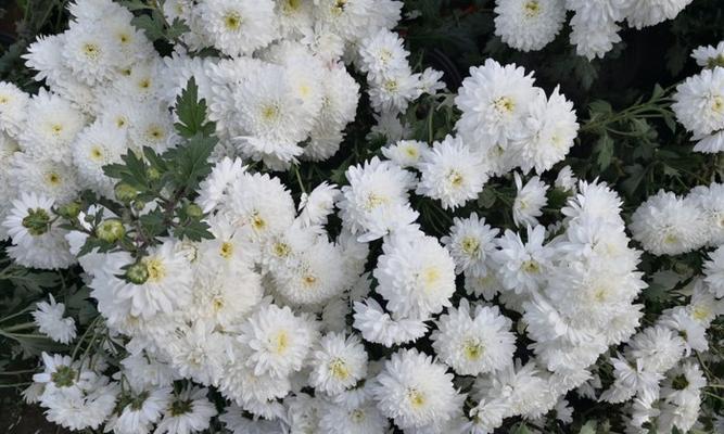 白色的植物有哪些？如何在家中种植和养护？