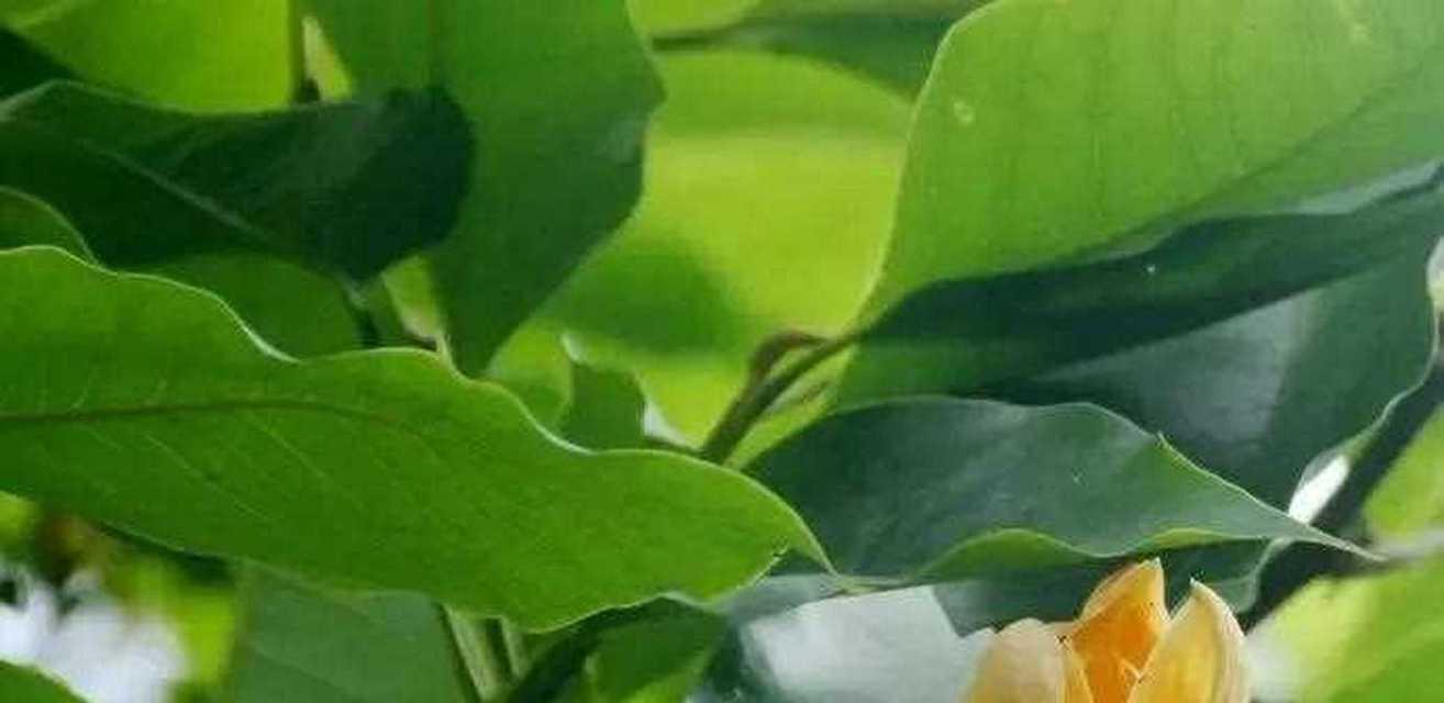 白兰花花语（白兰花花语传递温馨和祝福）