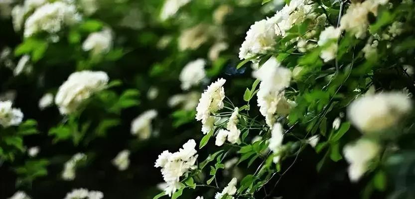 荼糜花的花语及象征意义（探秘荼糜花的花语背后的美丽故事）