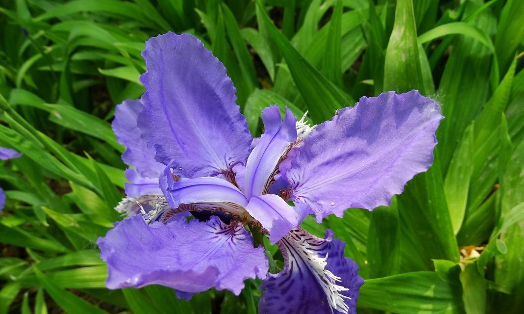探寻紫色鸢尾花的花语之美（紫色鸢尾花的寓意与象征意义）