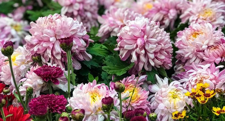 白菊的花语与寓意（揭秘白菊的深刻内涵与情感传递）