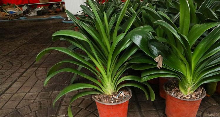 象征财富的植物及其传说故事（财富之树）