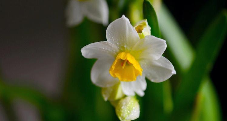 水仙花的真正花语（探寻水仙花的含义与象征）