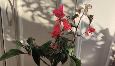 三角梅有毒吗？室内养护需要注意什么？