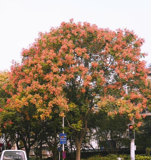 栾树花语（探索栾树的深邃含义）