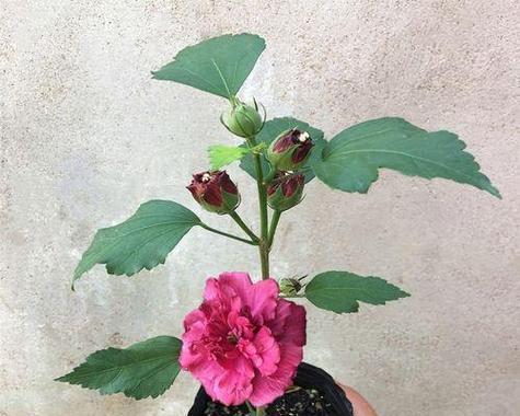 木槿花换盆的最佳时机是什么时候？换盆后如何护理？