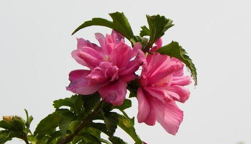 木槿花换盆的最佳时机是什么时候？换盆后如何护理？