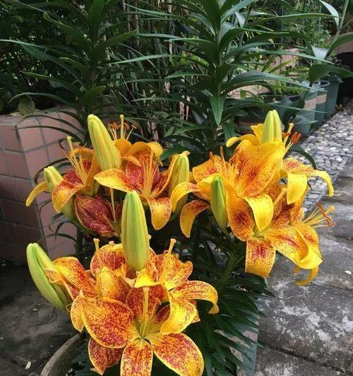 百合花几月份种植最合适？如何确保高成活率？